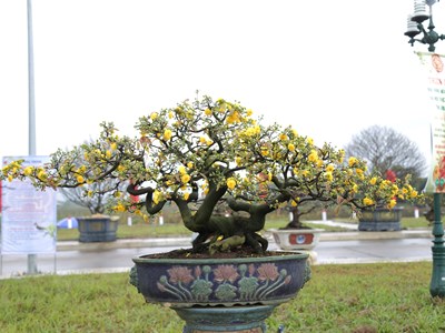 Thủ phủ mai vàng lớn nhất miền Trung làm du lịch cộng đồng