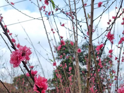 Lần đầu tiên tổ chức ngày hội hoa đào trên "cổng trời" Bình Định