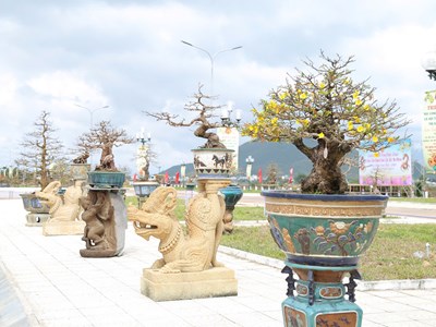 Vựa mai lớn nhất miền Trung hướng đến làm du lịch 