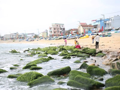 Bãi đá rêu xanh ở bán đảo Phương Mai hút khách du lịch