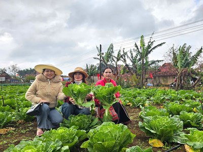 Người Ba Na kriêm hút khách bằng mô hình rau ôn đới, dâu tây