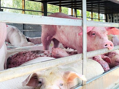 Gia Lai tiêu hủy hơn 200 con lợn nhiễm dịch vận chuyển về nhà dân giết mổ