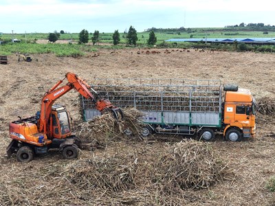 Những vụ mía ngọt trên vùng đất khô cằn Đông Trường Sơn