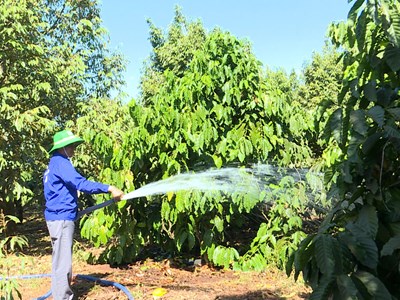Mùa tưới cà phê, nông dân gặp khó vì quy định bán xăng dầu