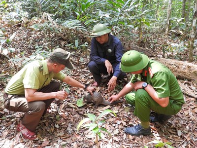 Thả động vật quý hiếm về môi trường tự nhiên sau thời gian cứu hộ