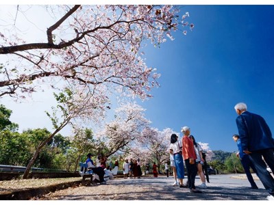 Mùa lễ hội 2026: Hoa ban Điện Biên “nở rộ” trên mạng xã hội 