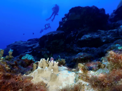 Các rạn san hô trên toàn cầu trải qua đợt tẩy trắng chưa từng có 