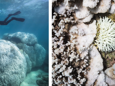 Những rạn san hô của Australia đang kêu cứu thầm lặng