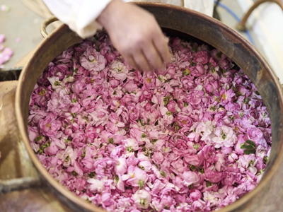 Maroc đốn tim du khách bởi hương thơm của những cánh đồng hoa hồng