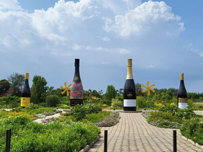 Vùng đất rượu vang Ấn Độ bất ngờ nổi tiếng thu hút khách du lịch