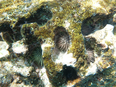 Thêm mối đe doạ đến các rạn san hô trên thế giới