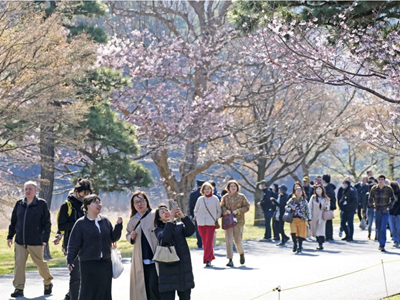 Lễ hội hoa anh đào Nhật Bản “hạ nhiệt” vì lạm phát