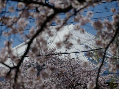 Phiền toái mùa hoa anh đào Nhật Bản