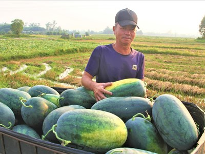 Dưa hấu được mùa, được giá, nông dân phấn chấn