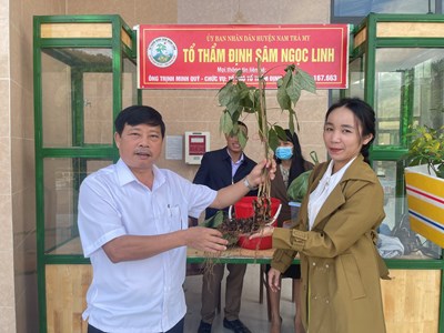 Quảng Nam kiến nghị Chính phủ trình Quốc hội ban hành Luật Sâm Việt Nam