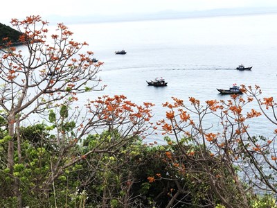 Đến Cù Lao Chàm, xem “Mùa ngô đồng đỏ“