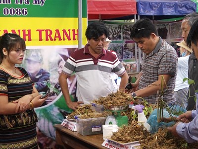 Sàn thương mại điện tử quảng bá dược liệu quý vùng miền núi 