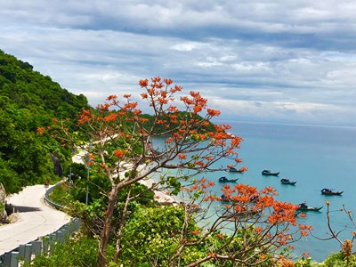 Khởi động Festival “Cù Lao Chàm- Mùa ngô đồng đỏ” 2024