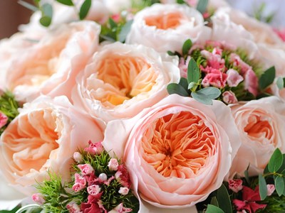 Loài hoa hồng “triệu đô” gây chấn động: Bạn dám chơi lớn tặng 8.3?