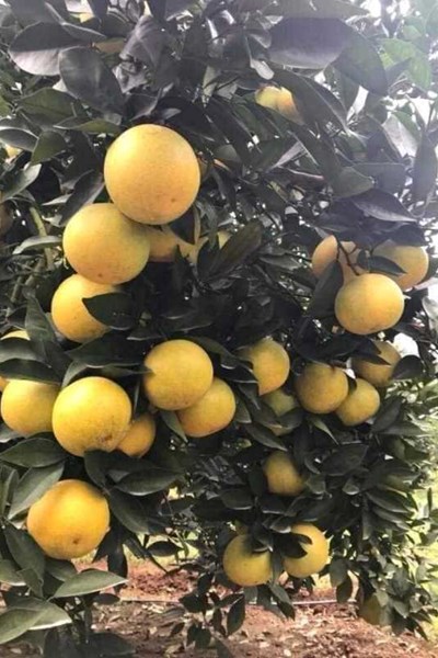 Hà Tĩnh: Lễ hội cam và các sản phẩm nông nghiệp tôn vinh thương hiệu sản phẩm nhà nông - Anh 3