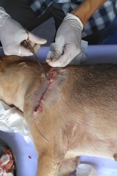 Hơn 30 chủ nuôi đã tìm thấy chó cưng trong vụ phát hiện đường dây trộm chó - Anh 2