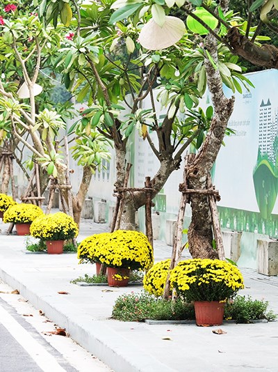 Khánh thành Công viên hoa Xuân tại Diamond Lotus Riverside - Anh 3