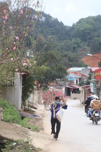 Ngẩn ngơ trước vẻ đẹp của hoa đào xứ Lạng - Anh 12