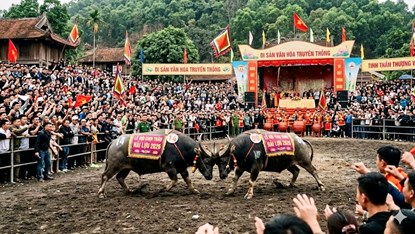 Lễ hội chọi trâu Hải Lựu: đậm đà bản sắc Việt
