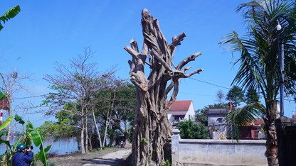 Cưa trụi cây cổ thụ ở di tích, địa phương nói không vi phạm Luật Di sản văn hóa