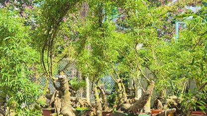 Thổi hồn tre Việt giữa lòng đô thị Quảng Ngãi