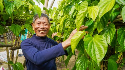 Làng trầu tiến vua nức tiếng tại Hà Tĩnh