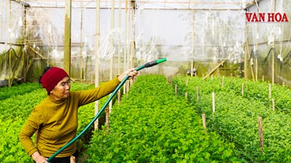 Thủ phủ hoa cúc xã Toàn Lưu vào vụ Tết