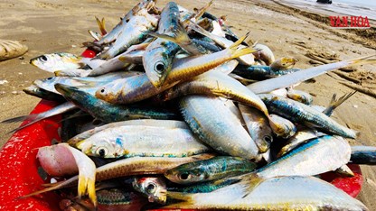 Cá trích dày đặc như “trải thảm”, ngư dân Hà Tĩnh trúng đậm chưa từng thấy