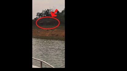 Hai cá thể voi châu Á bất ngờ xuất hiện tại Hà Tĩnh