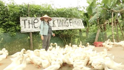 Khách du lịch quốc tế thích thú khi “chơi với vịt“