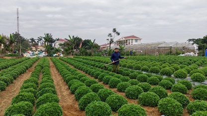 Nhiều làng hoa lớn ở Ninh Bình hối hả vào vụ Tết