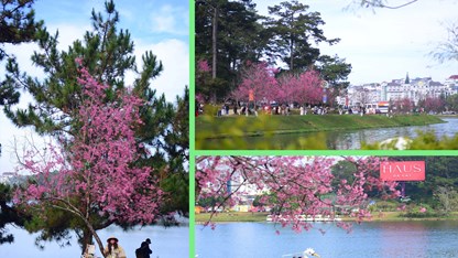 Mai anh đào rực hồng khắp phố - du khách không nỡ rời Đà Lạt