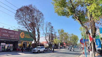 Lâm Đồng: Hàng loạt cây long não cổ thụ chết bất thường giữa phố