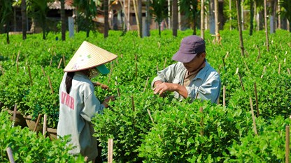 Nhà vườn tất bật chăm sóc hoa cúc phục vụ Tết Nguyên đán