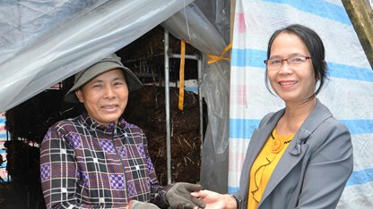 Nông dân Mộ Đức gắn bó với nghề trồng nấm rơm