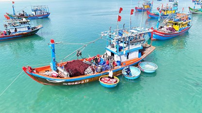 Ngư dân làng biển Quảng Ngãi trúng đậm cá nục, thu bạc triệu mỗi chuyến biển