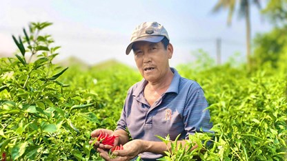 Ớt rớt giá, nông dân Quảng Ngãi “được mùa, trắng tay”