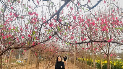 Nghề trồng đào Nhật Tân, di sản văn hóa sống giữa lòng Hà Nội