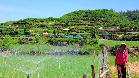 Bờ đá núi lửa tạo nên những thửa ruộng bậc thang độc đáo ở Lý Sơn