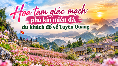 Hoa tam giác mạch phủ kín miền đá, du khách đổ về Tuyên Quang