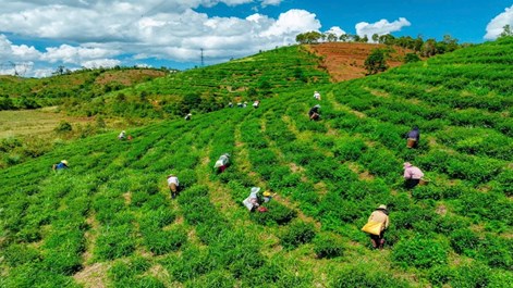 Xã Kon Plông (Quảng Ngãi): Hành trình kiến tạo điểm đến xanh giữa đại ngàn Tây Nguyên