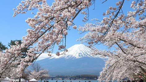 Mùa hoa anh đào dần khép lại, du lịch Nhật Bản và Hàn Quốc hút khách mùa hè