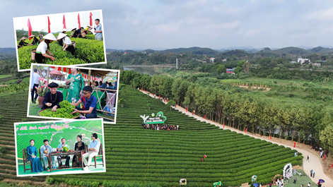 Đánh thức giá trị văn hóa trà Trại Cài từ trải nghiệm di sản
