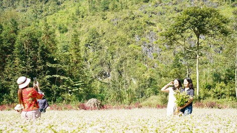 Phố Bảng rộn ràng chuẩn bị đón mùa hoa tam giác mạch
