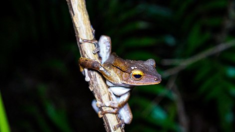Khám phá động vật hoang dã về đêm: trải nghiệm độc đáo tại Phong Nha - Kẻ Bàng
